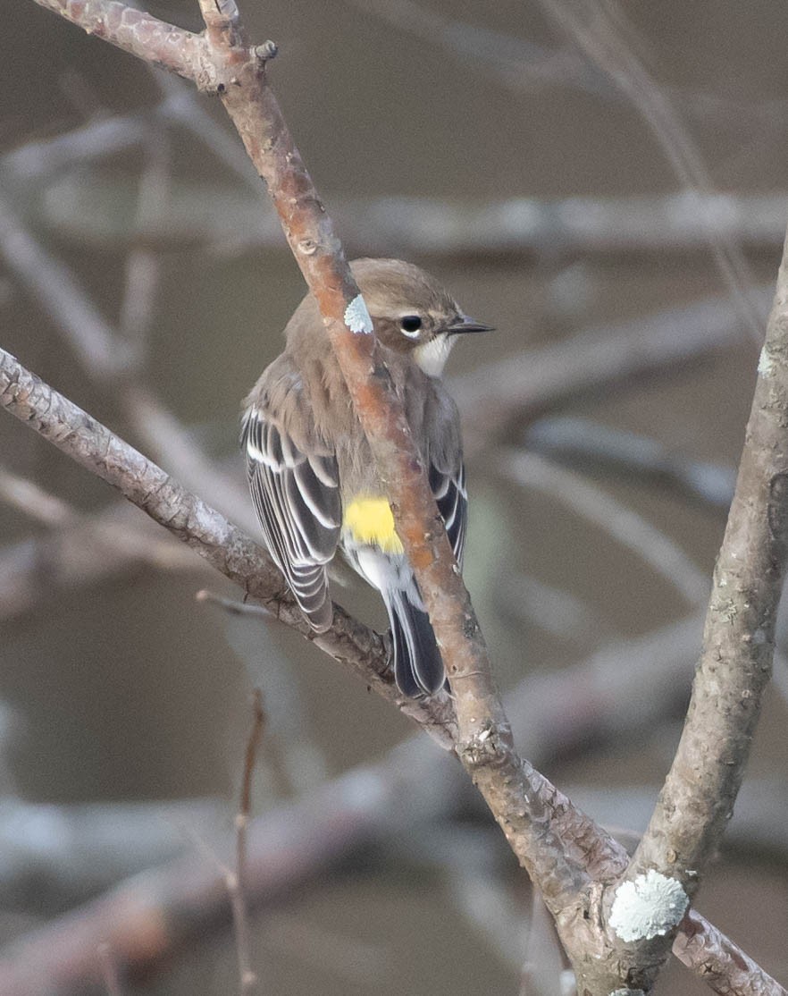 Yellow-rumped Warbler (Myrtle) - ML286946191