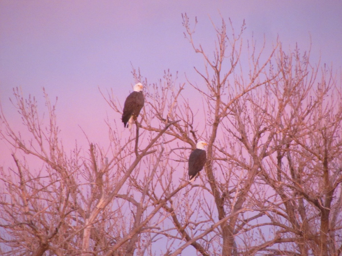 Bald Eagle - Tanja Britton