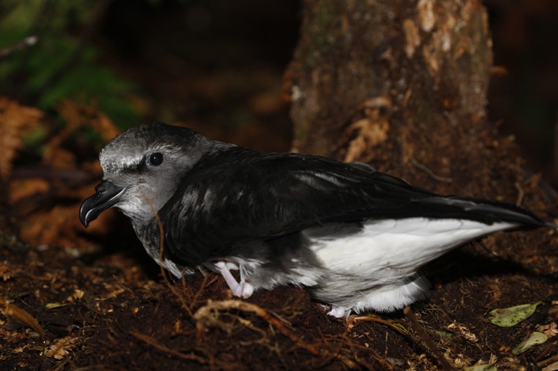 Magenta Petrel - ML28694761