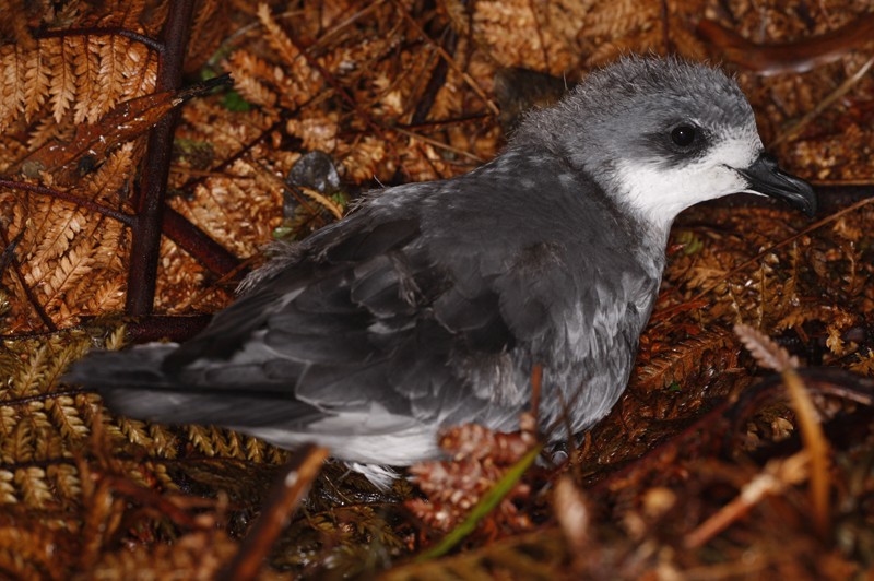 Chatham Islands Petrel - ML28694791