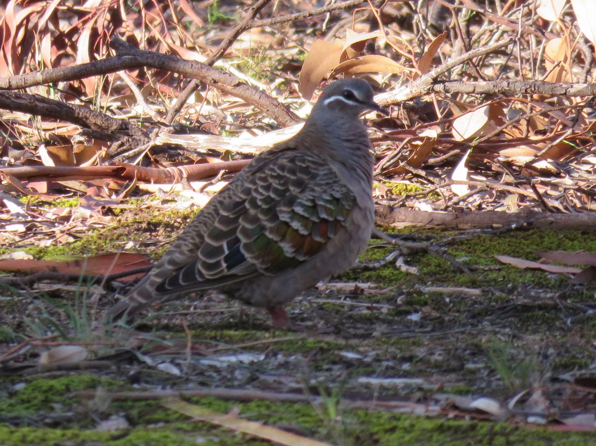 Common Bronzewing - ML28694801