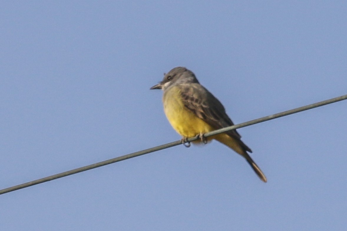 Cassin's Kingbird - ML286948321