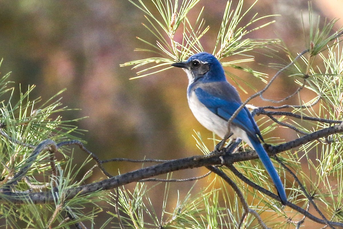 California Scrub-Jay - Teresa Connell