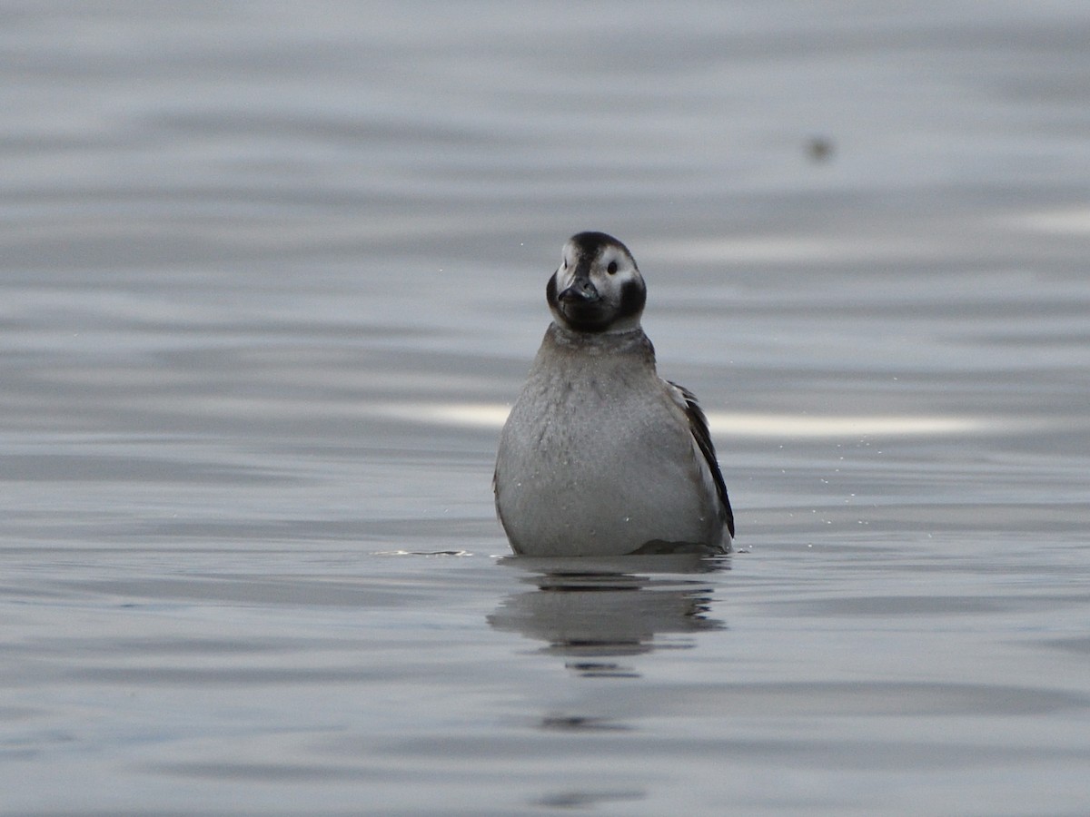 Long-tailed Duck - ML286949221