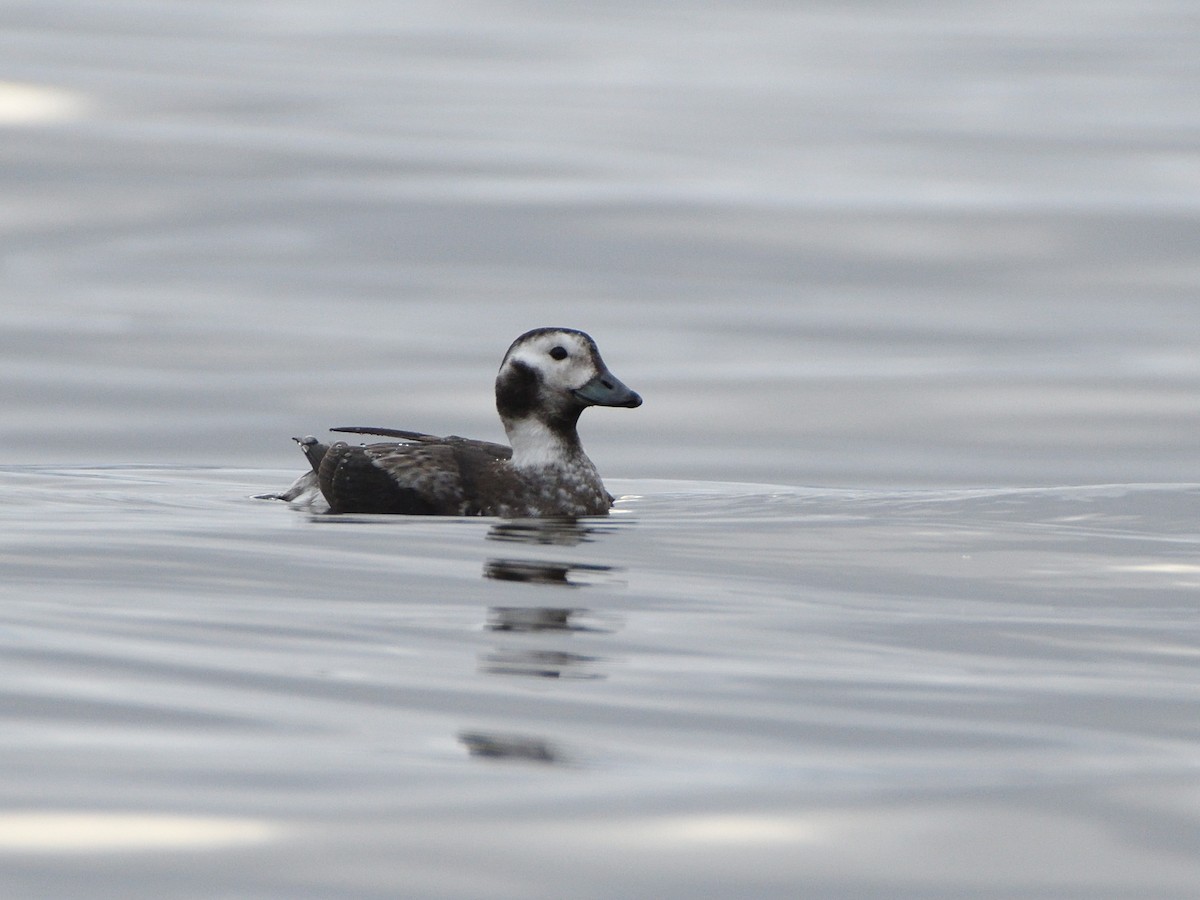 Long-tailed Duck - ML286949231