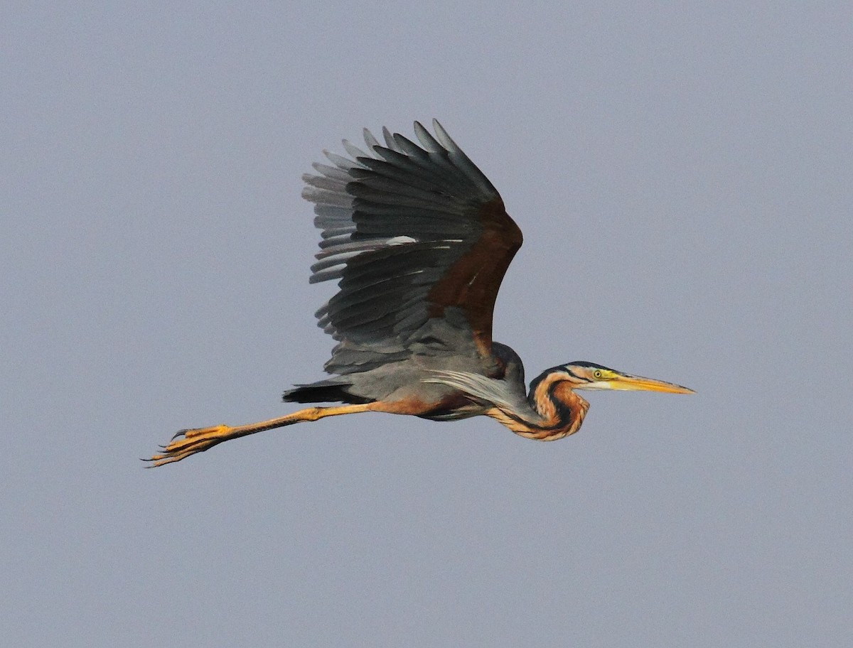 Purple Heron - ML28694961