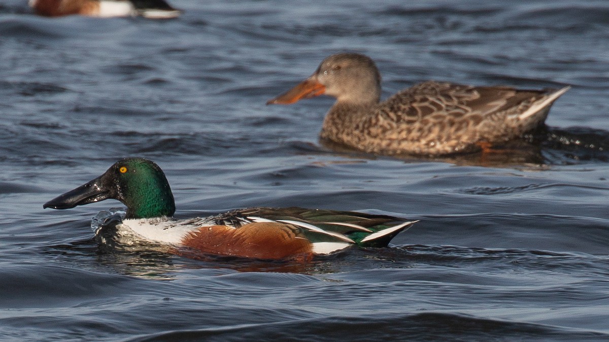 Northern Shoveler - Jim Gain