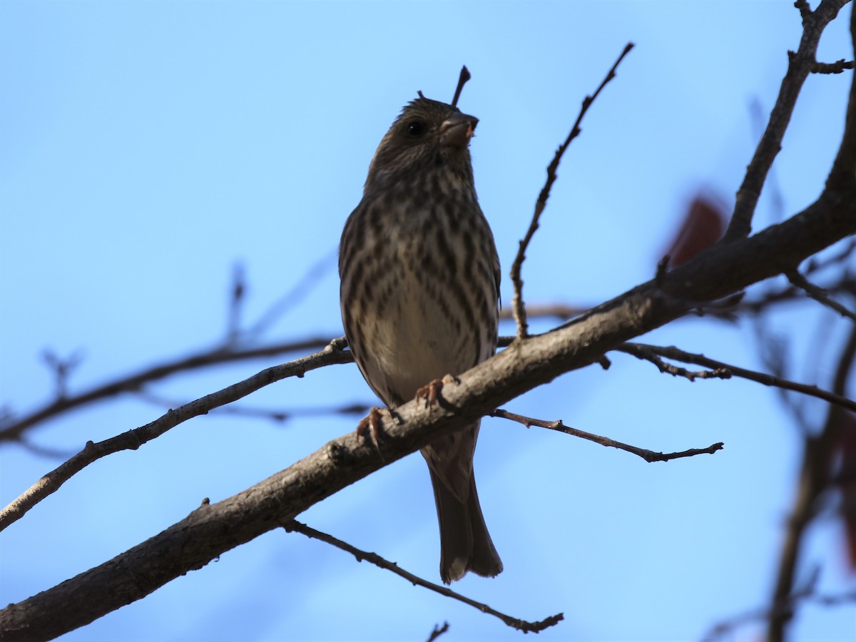 Purple Finch (Western) - ML286950511