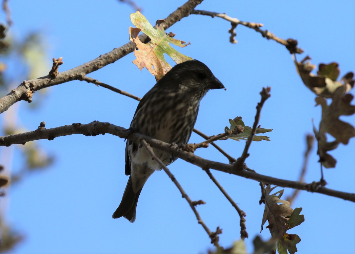 Purple Finch (Western) - ML286950561