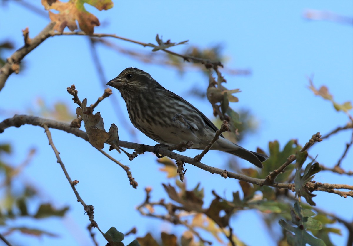 Purple Finch (Western) - ML286950601