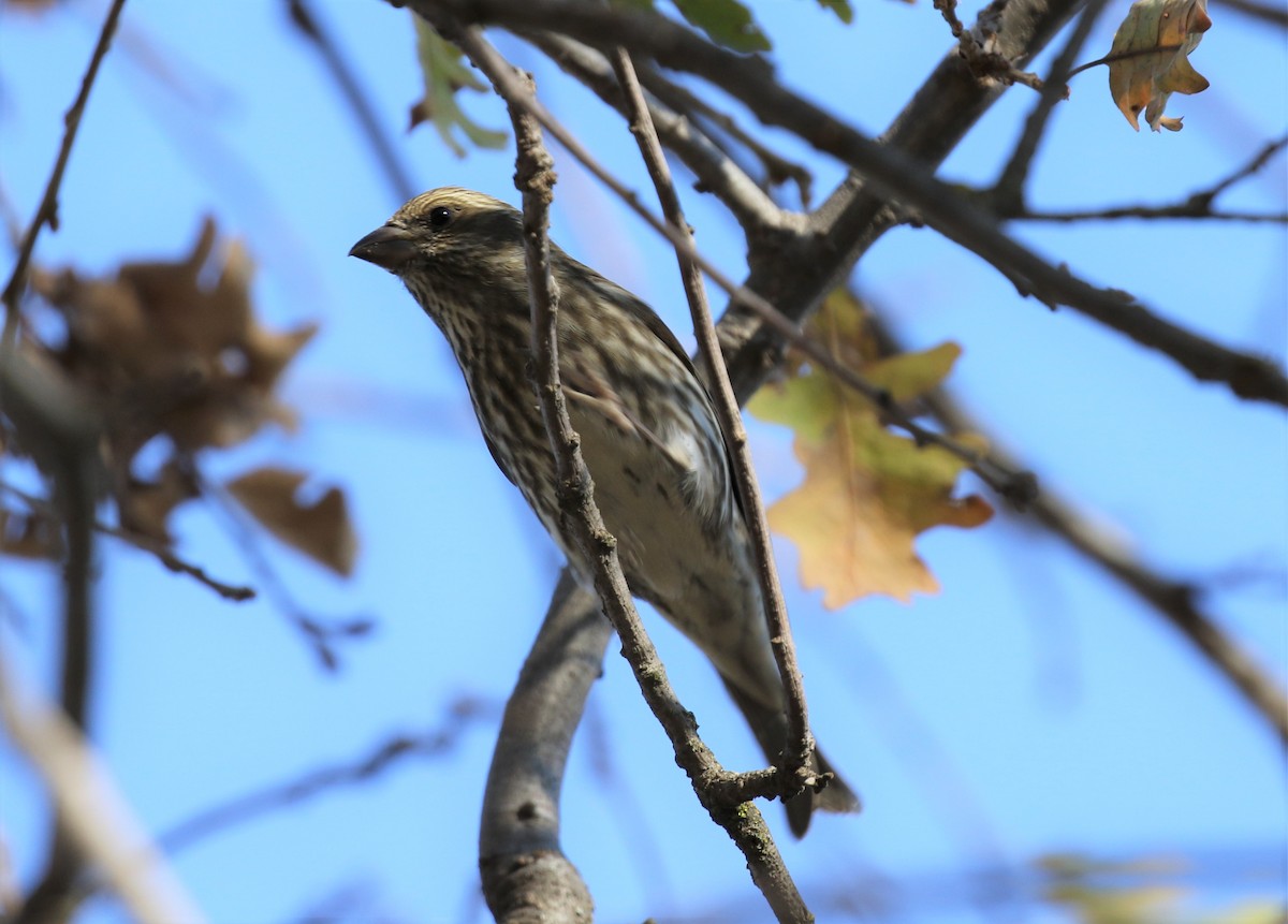 Purple Finch (Western) - ML286950721