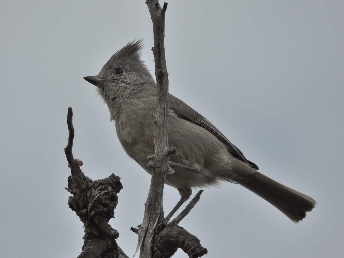 Juniper Titmouse - ML286954381