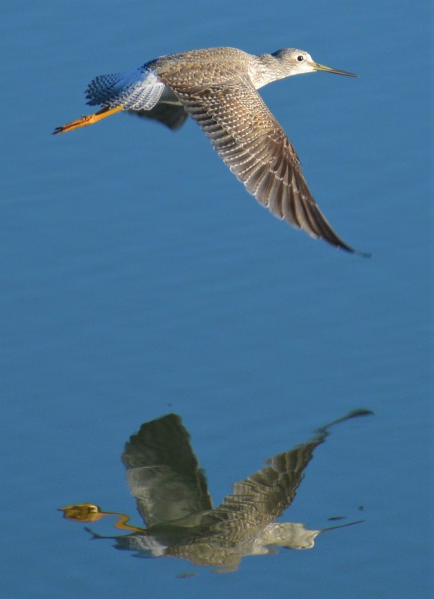 Greater Yellowlegs - ML286954531