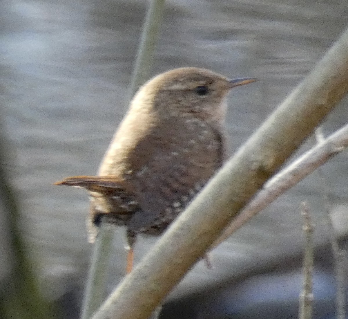 Winter Wren - ML286955591
