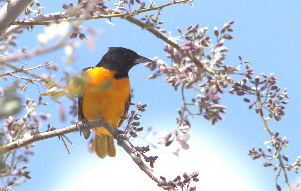 Baltimore Oriole - ML28695601