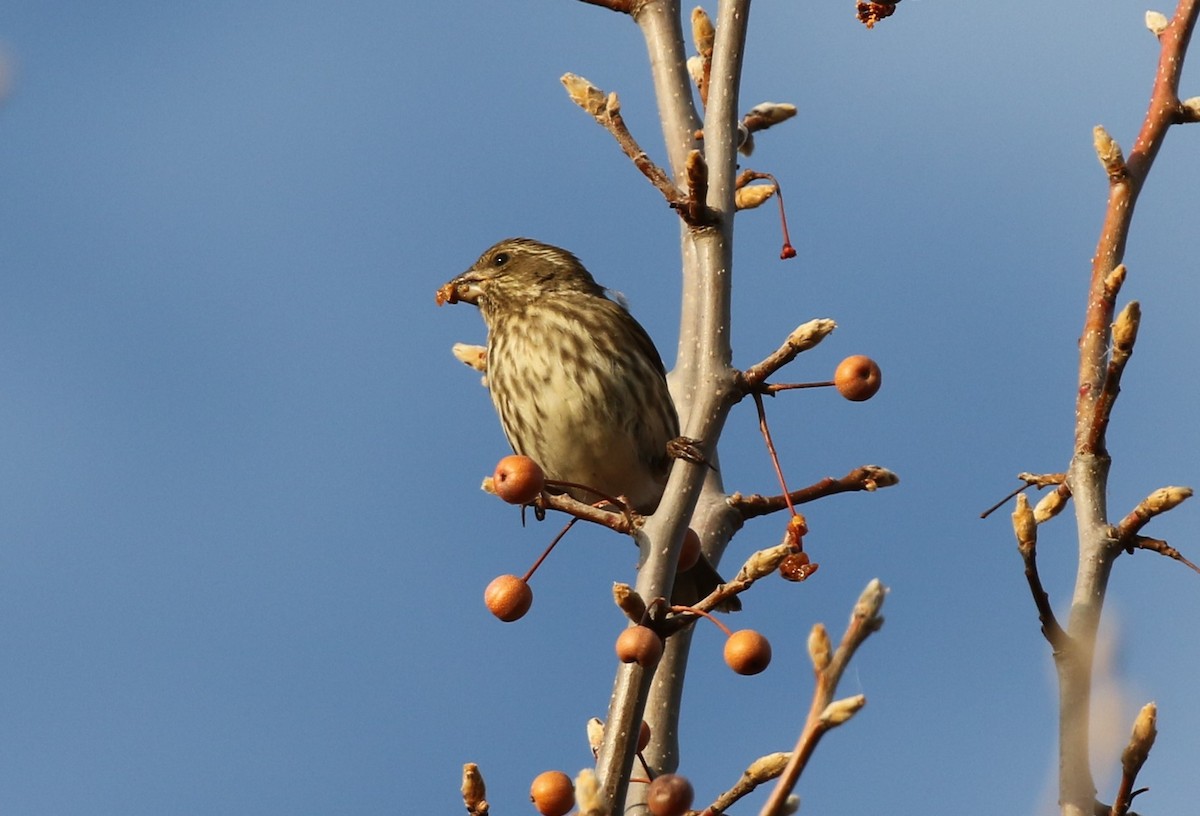 Purple Finch (Western) - ML286956061