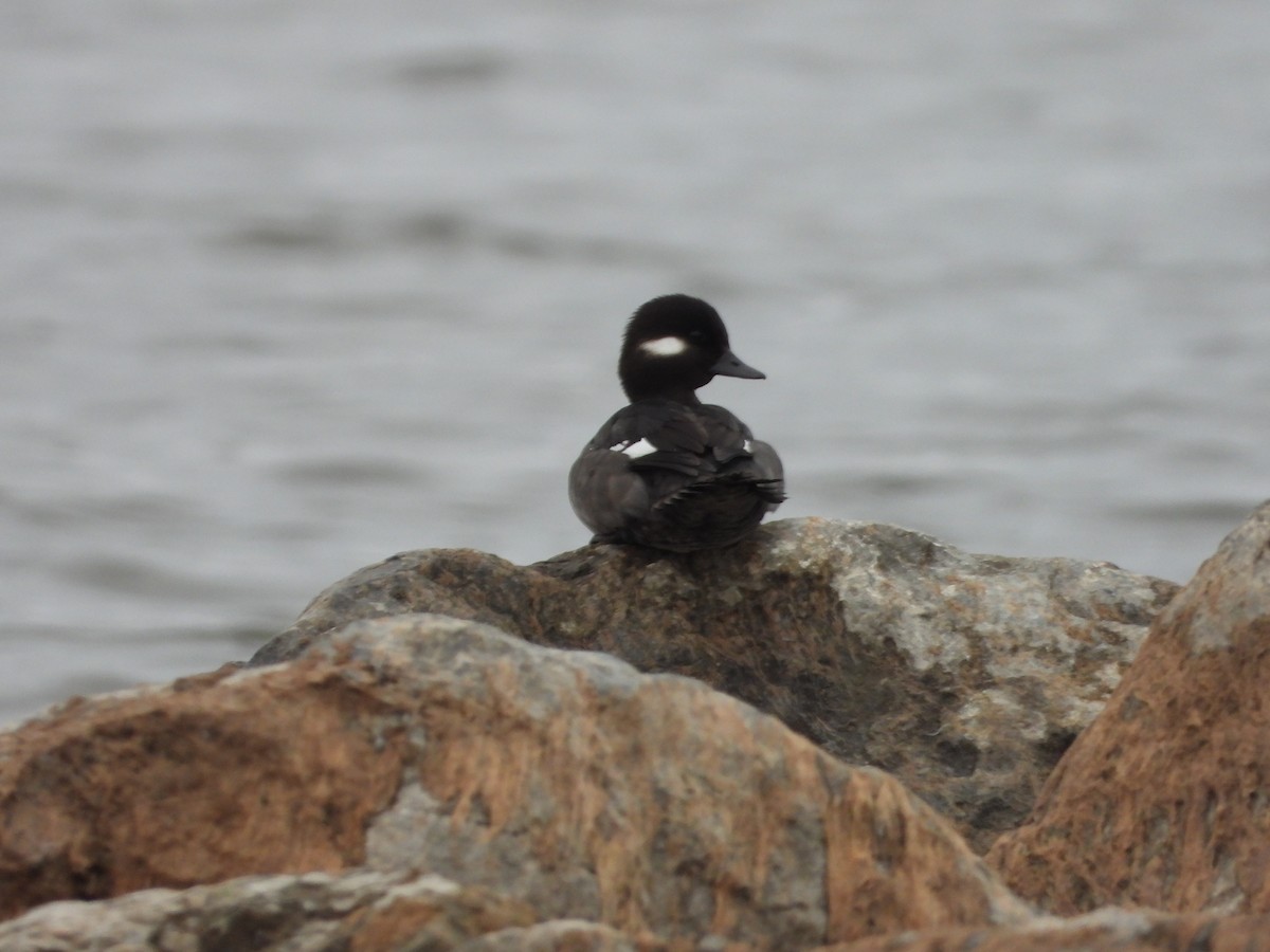 Bufflehead - Kent Millham