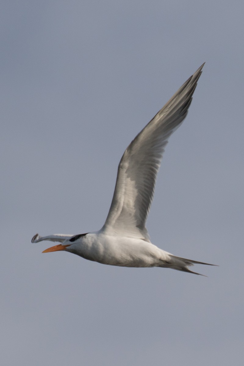 Royal Tern - ML286956901