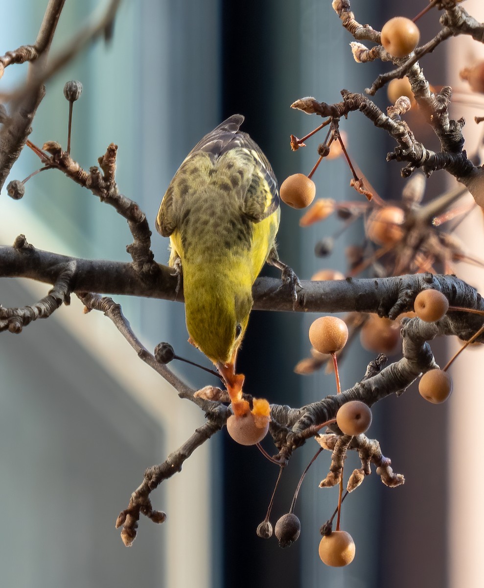Western Tanager - ML286958381