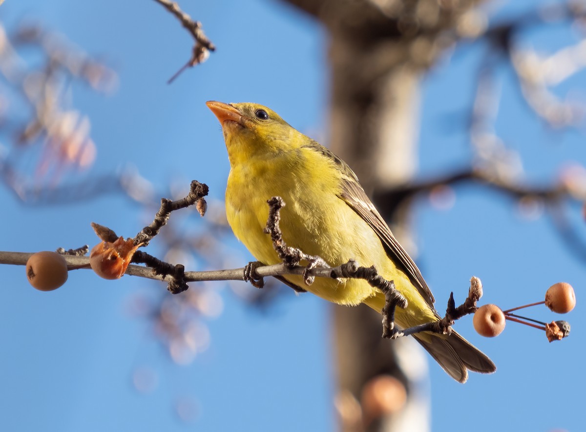 Western Tanager - ML286958401
