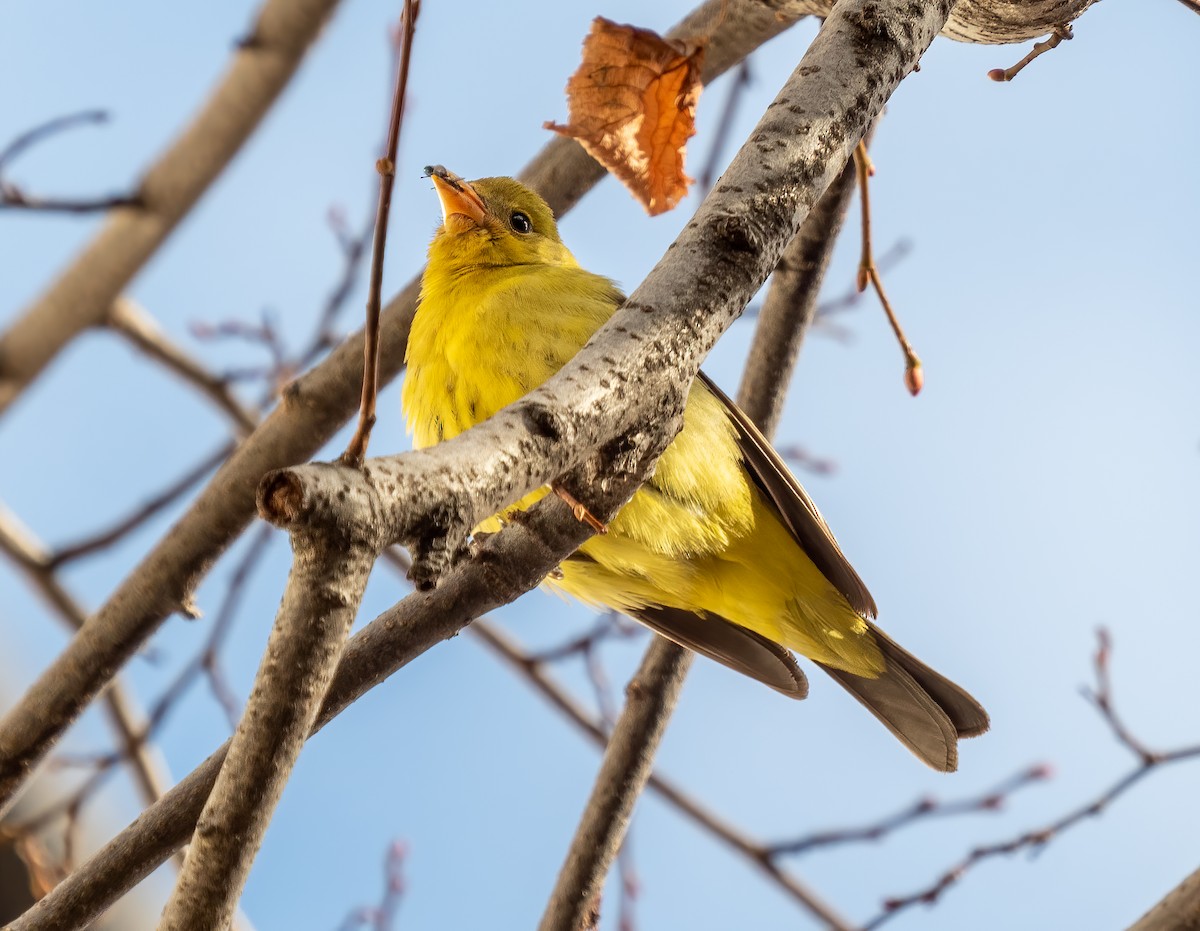 Western Tanager - ML286958411