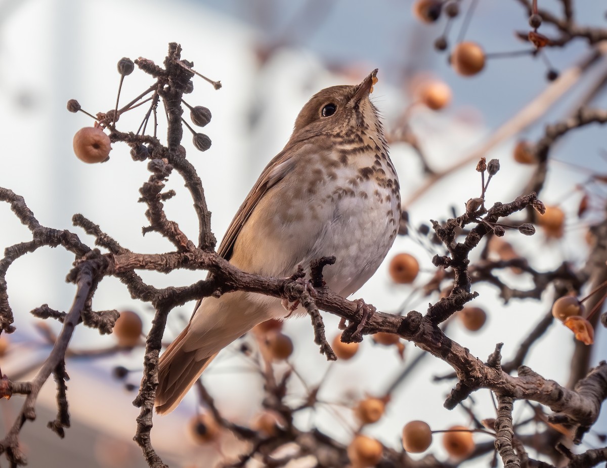 Hermit Thrush - ML286958581
