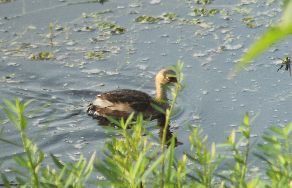 Little Grebe - ML28695951