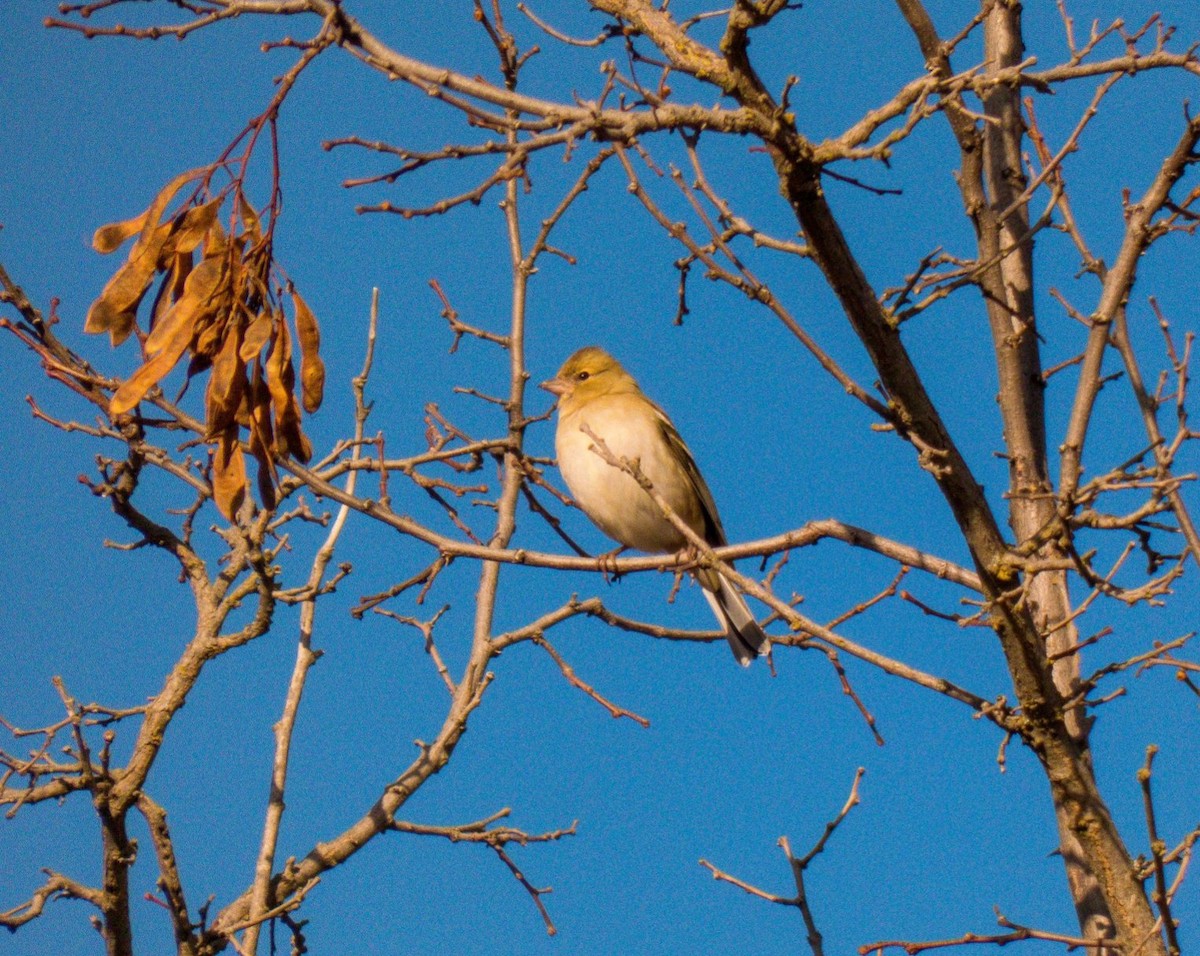 Common Chaffinch - ML286960751