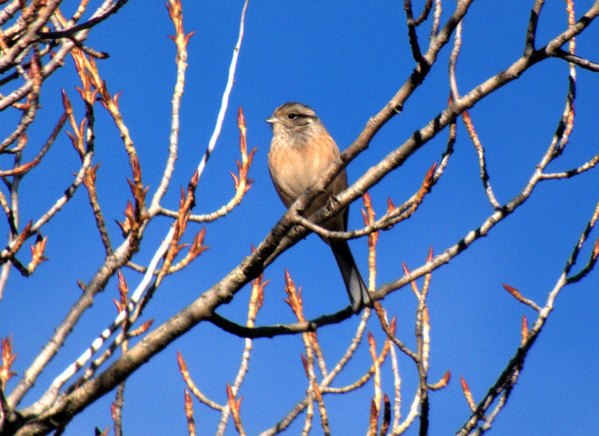 Rock Bunting - ML286960951