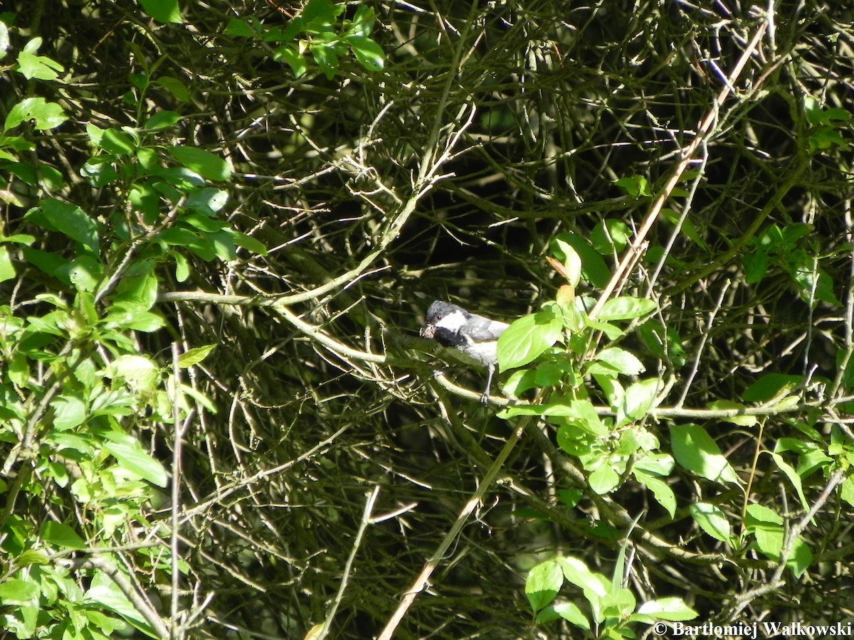 Coal Tit - ML28696191