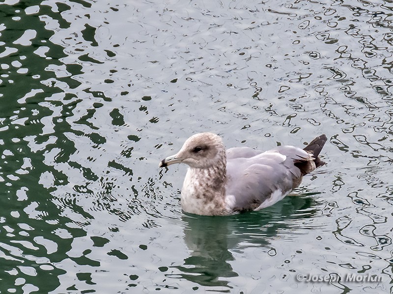 California Gull - ML286962111