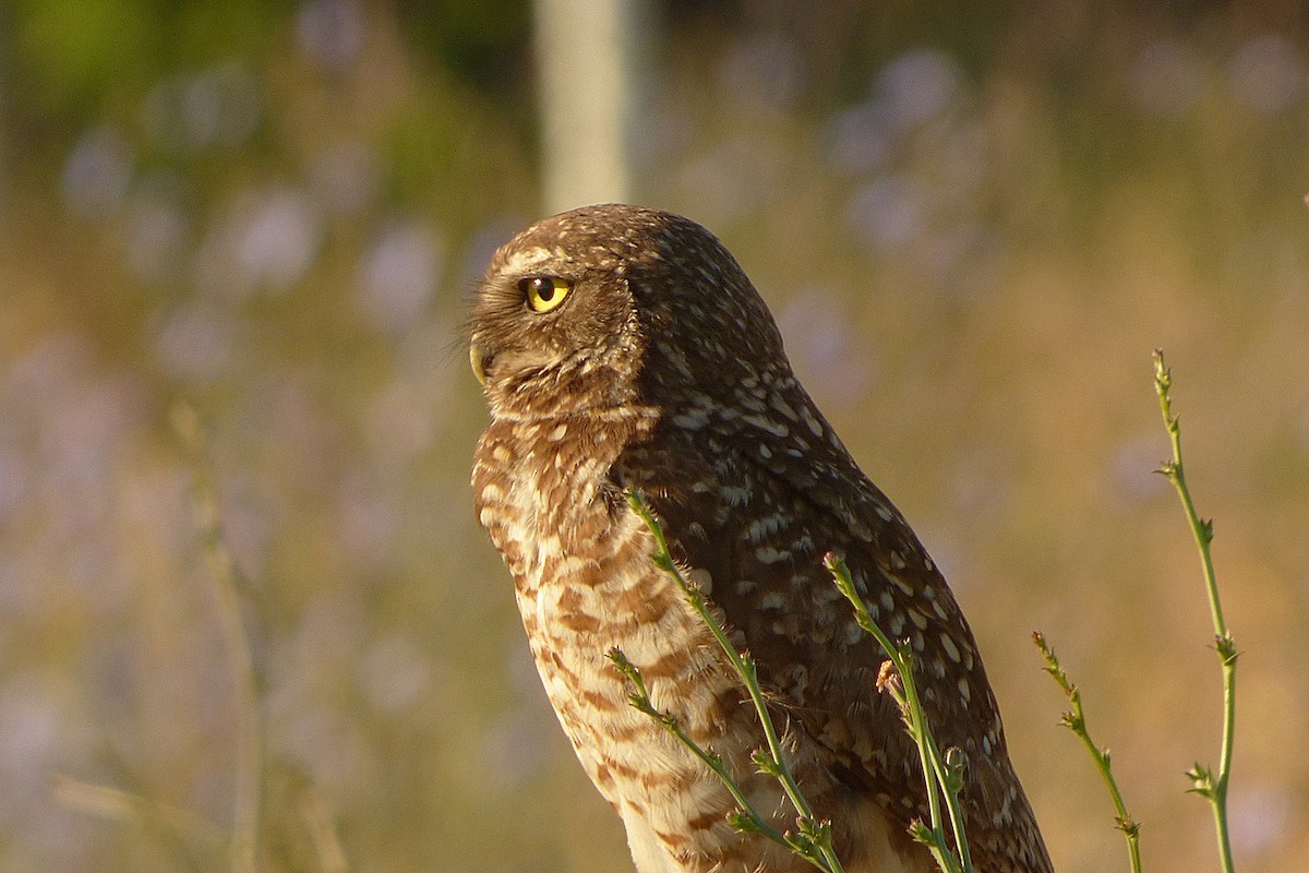 Burrowing Owl - ML286962521