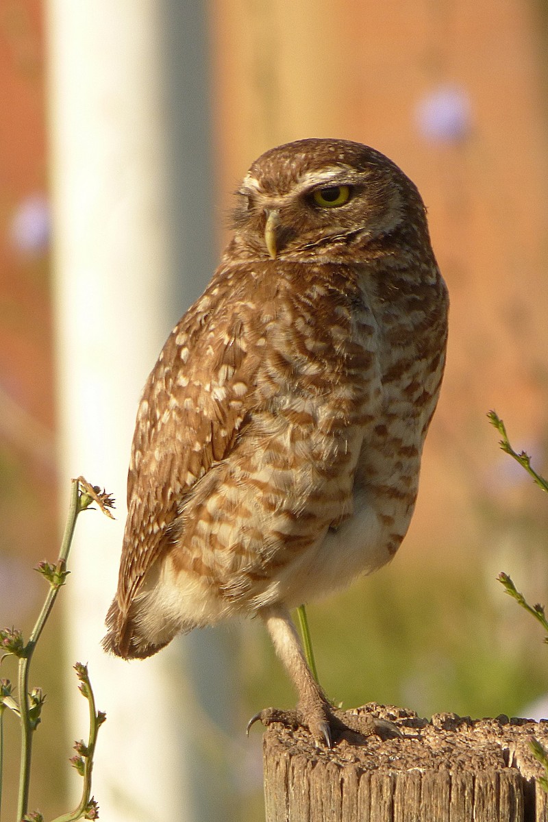 Burrowing Owl - ML286962751
