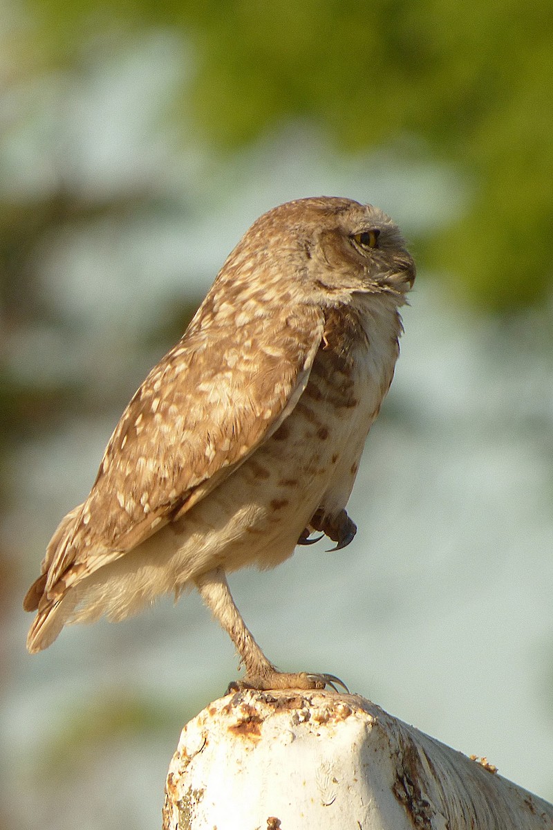 Burrowing Owl - ML286962841
