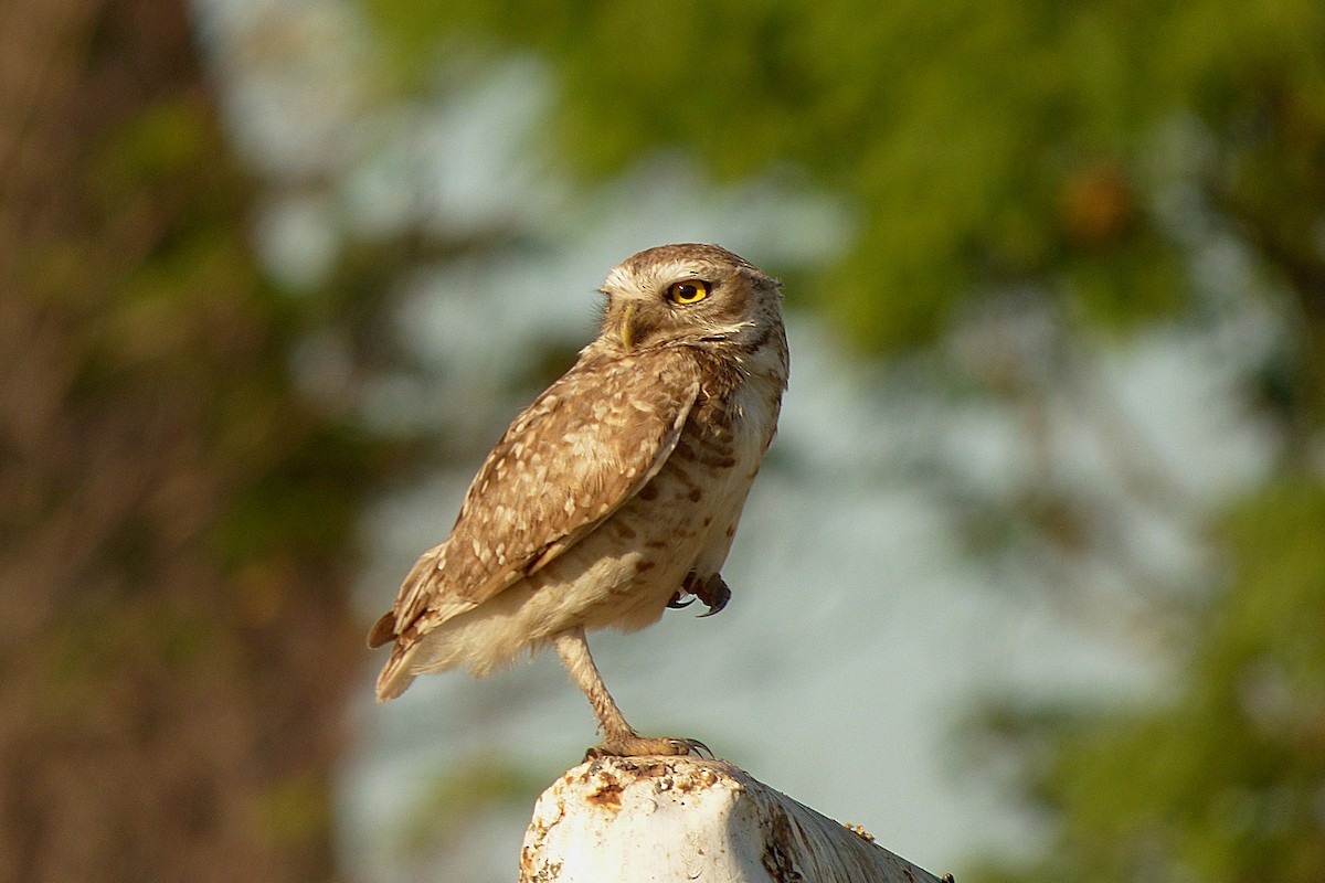 Burrowing Owl - ML286962871