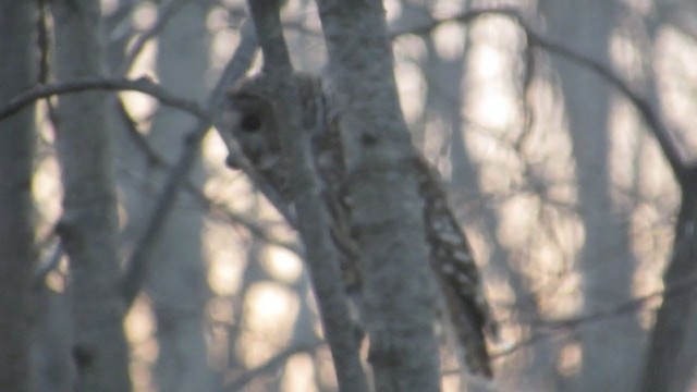 Barred Owl - ML286963831