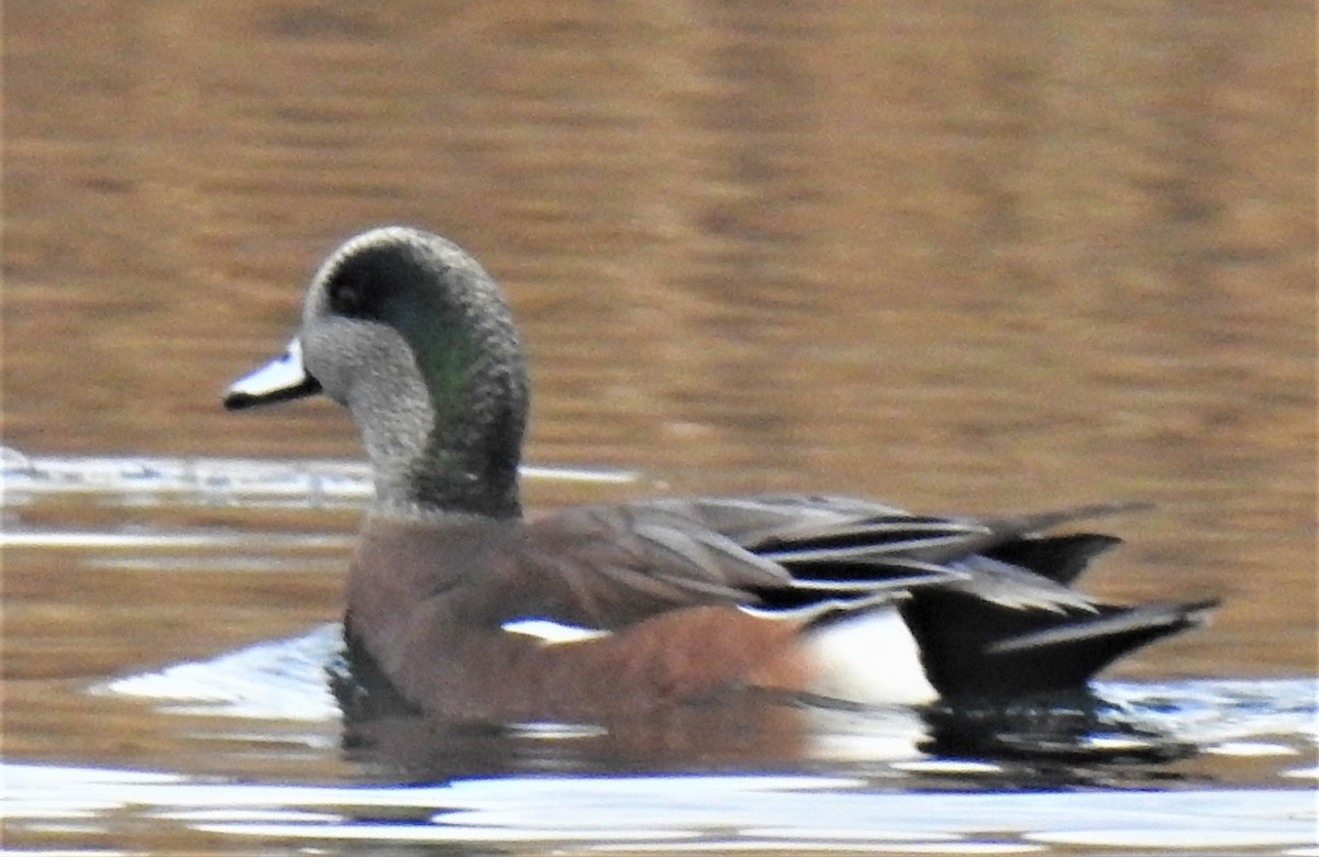 American Wigeon - ML286965881