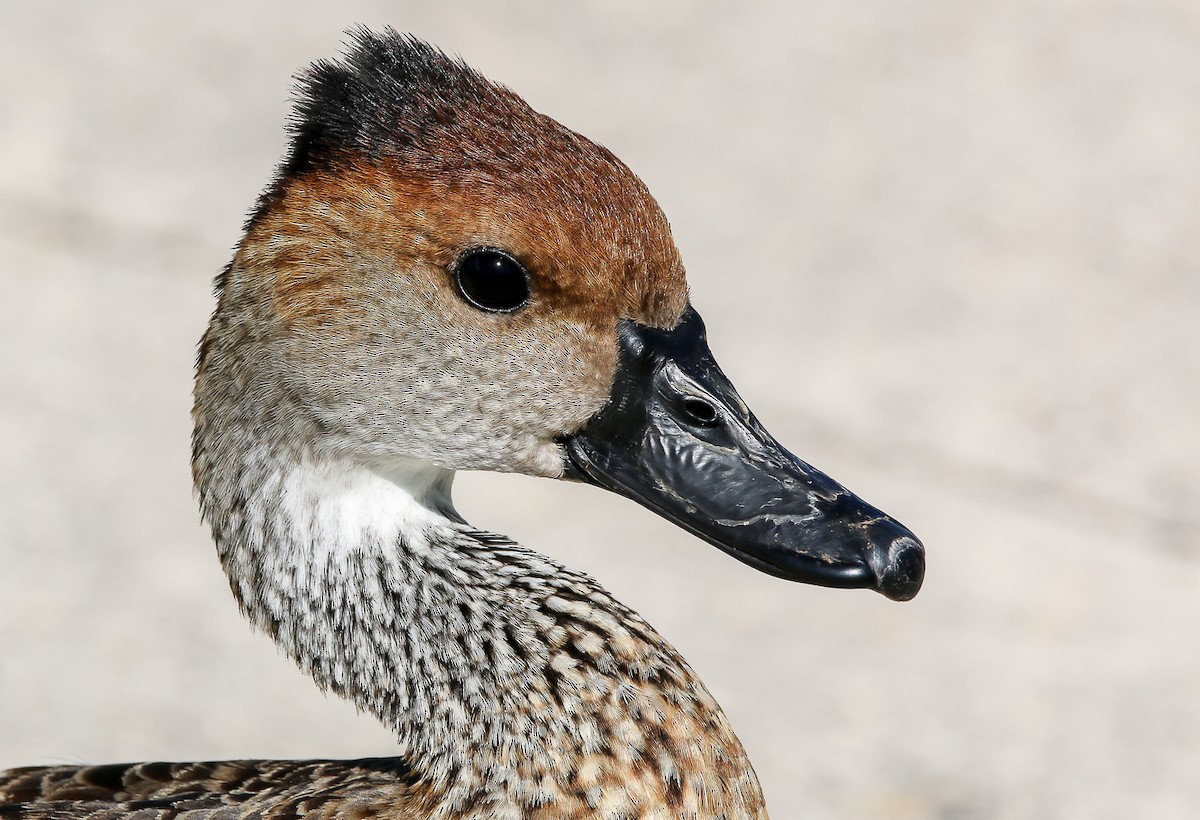 West Indian Whistling-Duck - ML28696701