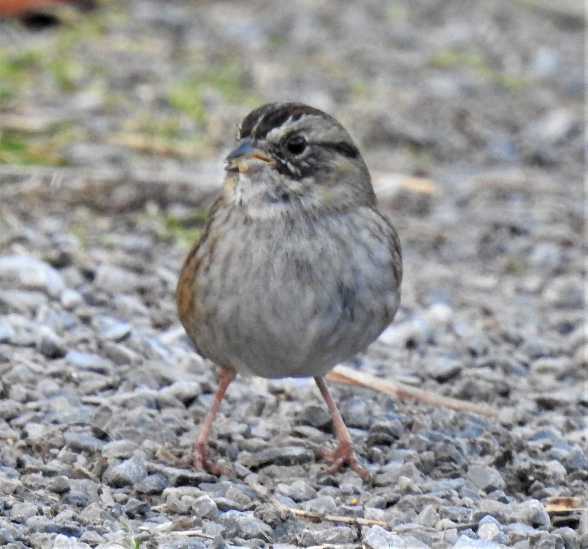 Swamp Sparrow - ML286967101