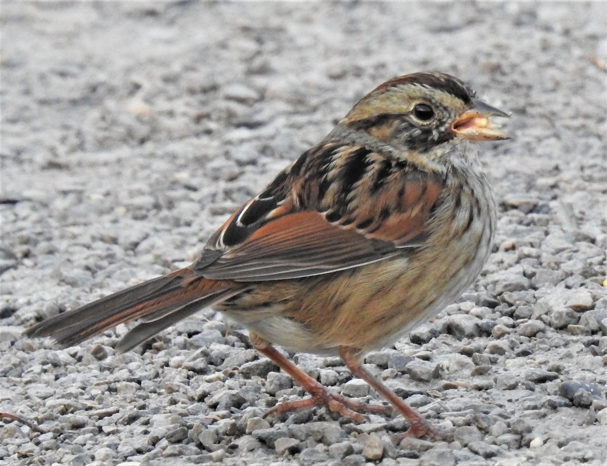 Swamp Sparrow - ML286967111