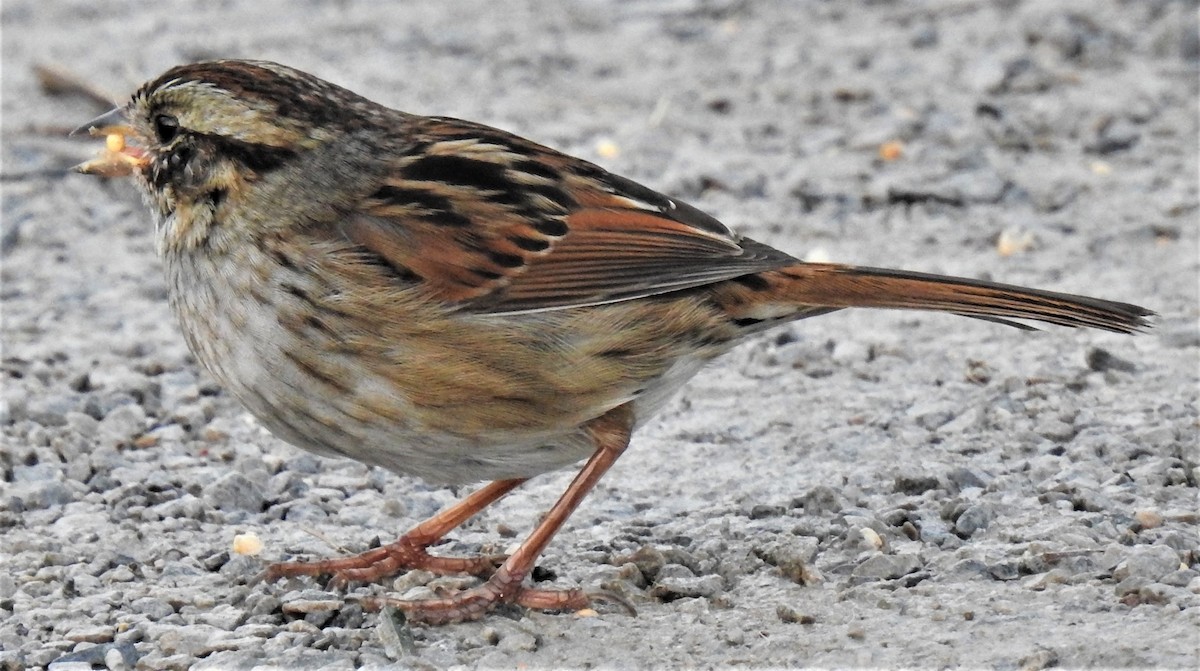 Swamp Sparrow - Lucio 'Luc' Fazio