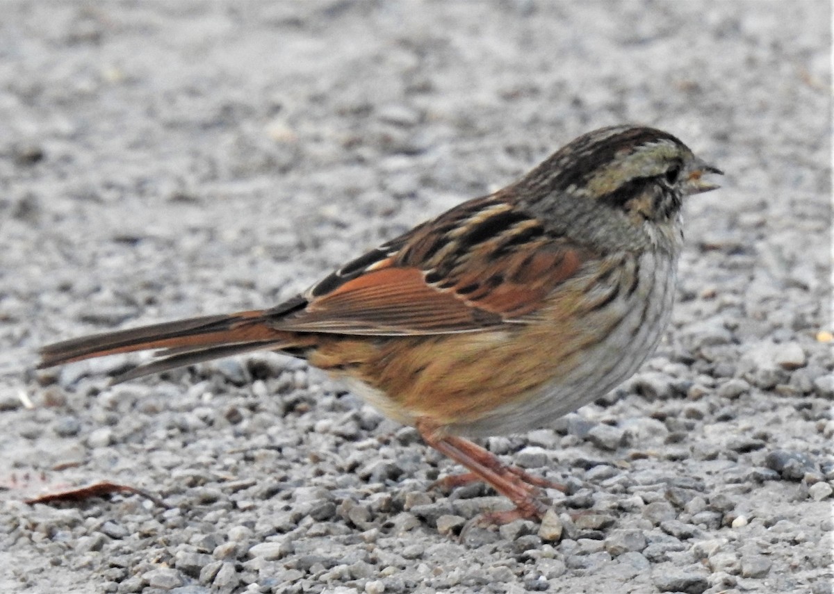 Swamp Sparrow - Lucio 'Luc' Fazio