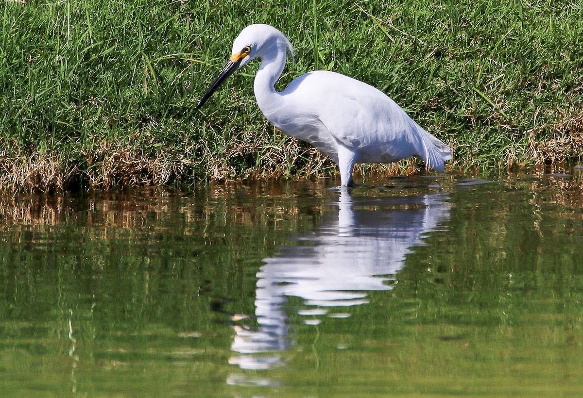 Snowy Egret - ML28696731