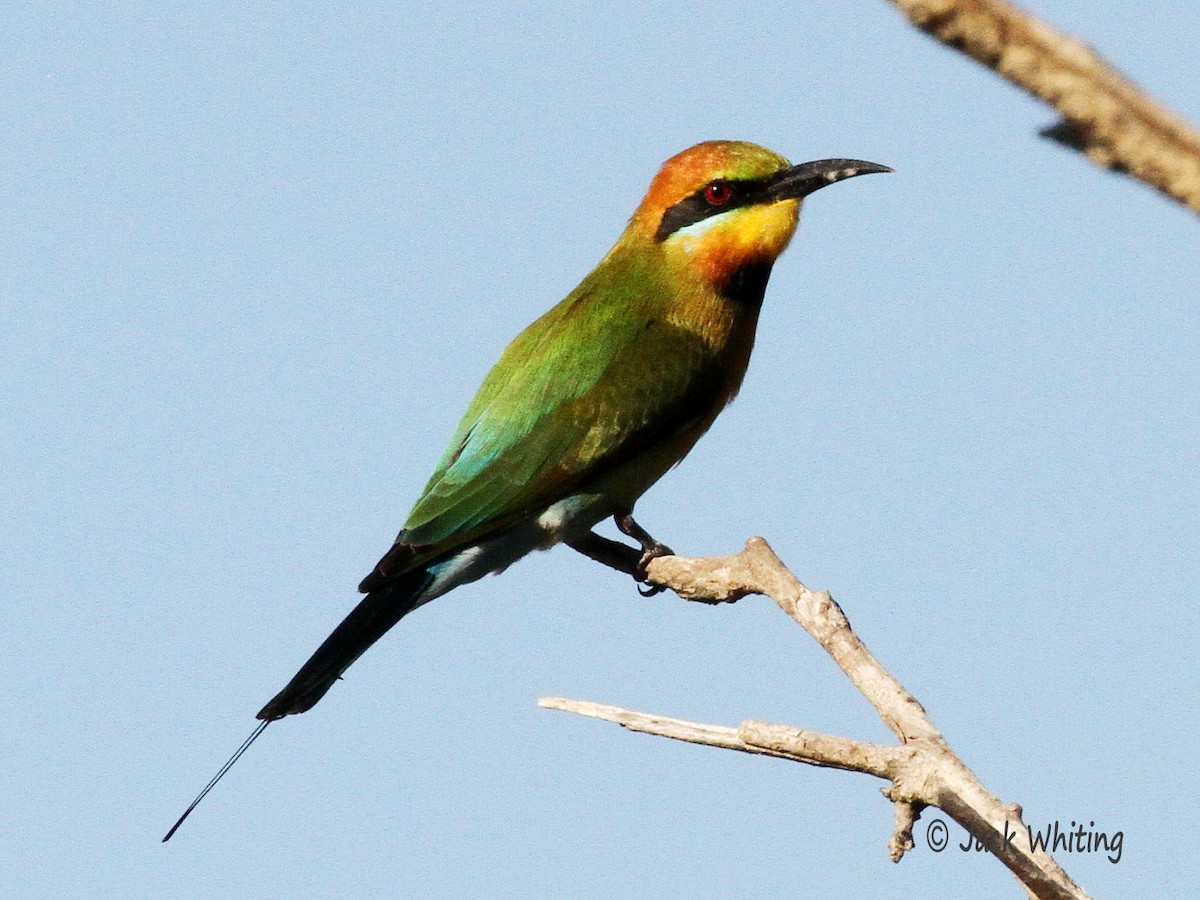 Rainbow Bee-eater - ML28696751