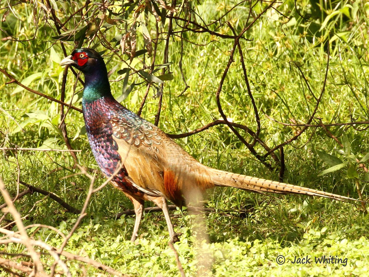 Ring-necked Pheasant - ML28696791