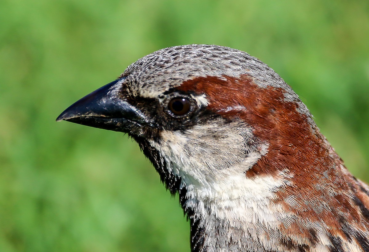 House Sparrow - ML28696811