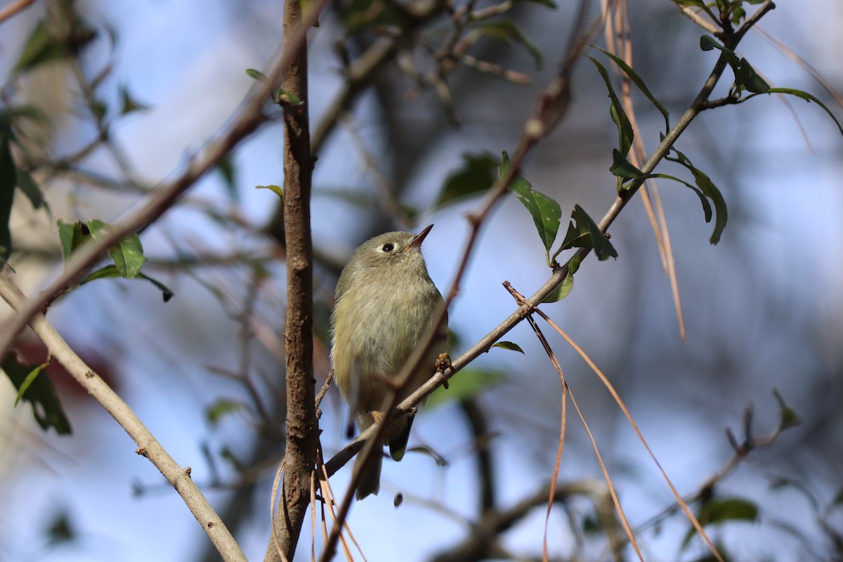 Ruby-crowned Kinglet - ML286968161