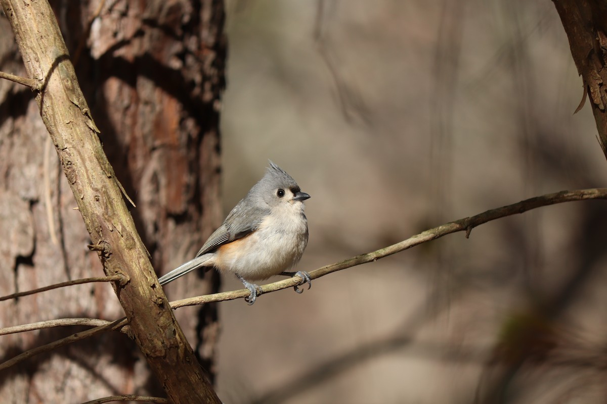 Tufted Titmouse - ML286968181