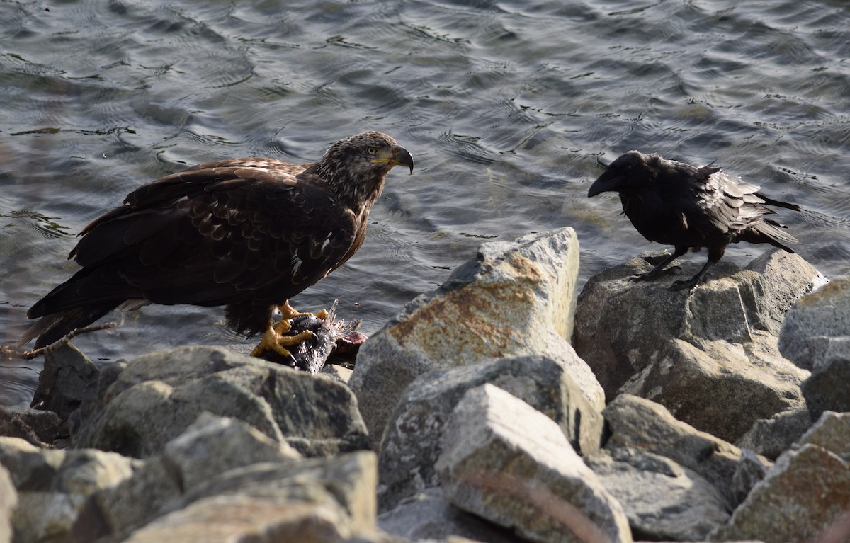 Bald Eagle - ML286968801