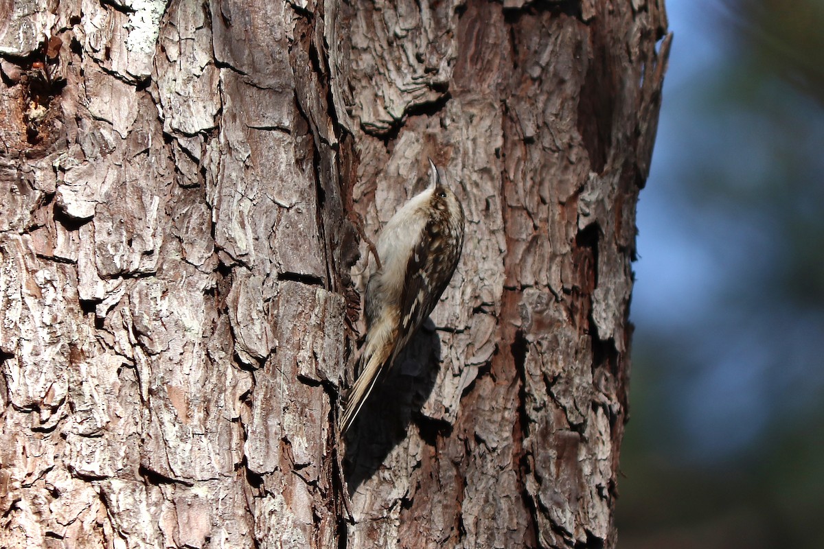 Brown Creeper - ML286969721